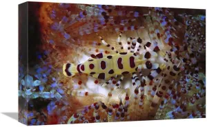 12 x 18 in. Colemans Shrimp Living Spines of Venomous Sea Urchin, Sulu Sea, Borneo Art Print - Hiroya Minakuchi