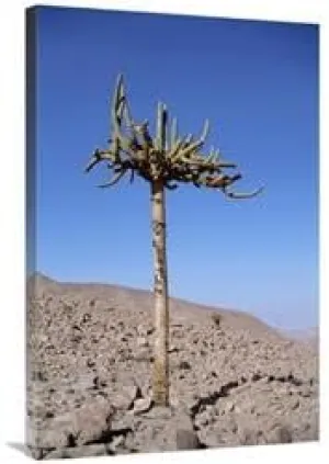 24 x 36 in. Candelabra Cactus, Lluta River Valley, Atacama Desert, Chile Art Print - Tui De Roy