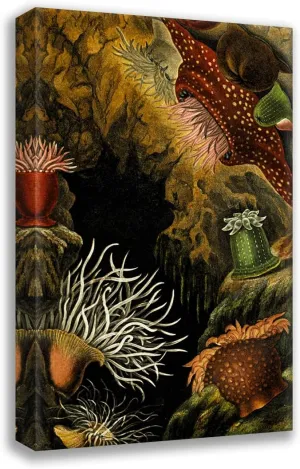 ArtDirect Philip Henry Gosse 13x18 Gallery Wrapped Canvas Museum Art Print Titled: Actineself Craft, A. Dounoche, Sacarry Chrysosprenium (1860)