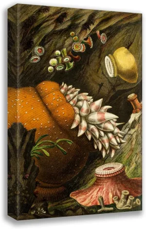 ArtDirect Philip Henry Gosse 13x18 Gallery Wrapped Canvas Museum Art Print Titled: Corynactis Viridis, Bolocera Knight, Zoanthus Grooved, Z. Alderi, Z. Couchii (1860)
