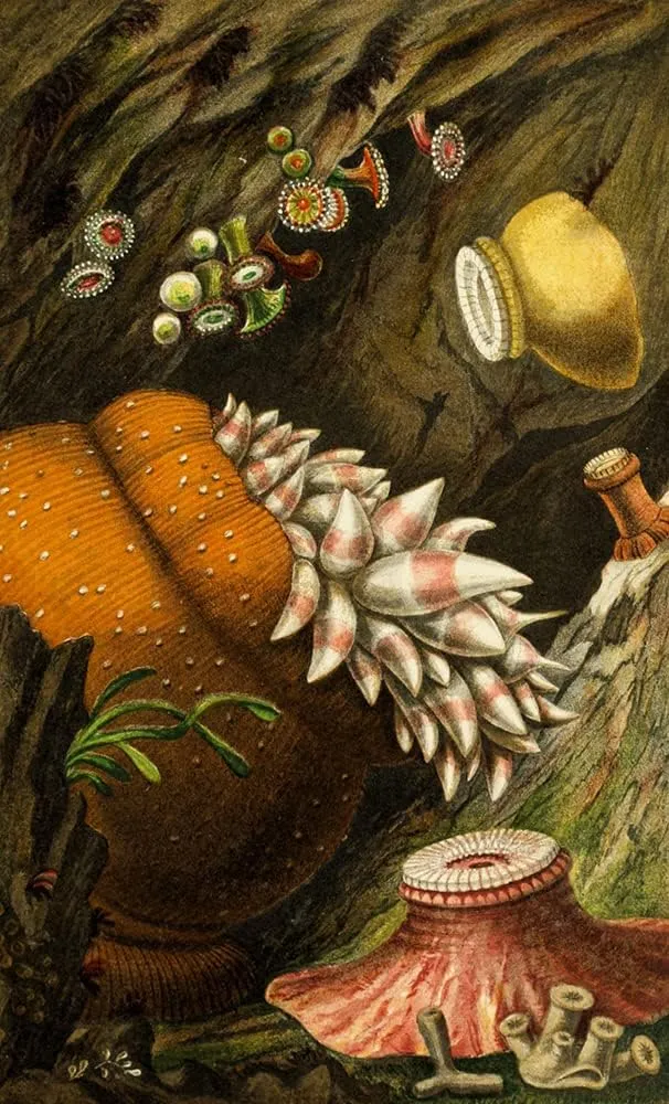 ArtDirect Philip Henry Gosse 13x18 Gallery Wrapped Canvas Museum Art Print Titled: Corynactis Viridis, Bolocera Knight, Zoanthus Grooved, Z. Alderi, Z. Couchii (1860)