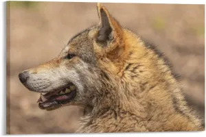 Canidae Wild Animal Brown Wolf Nature Portrait Wall Art Room Aesthetics Posters Canvas Posters Bedroom Decoration Sports Office Decoration Gifts Wall Art Decoration Printing Posters 16x24inch(40x60cm)