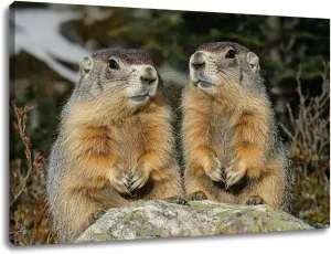 CHAUSSUREBAR Large Canvas Wall Art Alpine Marmot marmota marmota Adults standing Rocks Alps South East Canvas Art Prints Pictures Wall Decor Living Room Wall Paintings for Bedroom Bathroom 24" x 35"