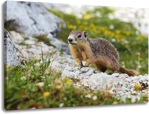 CHAUSSUREBAR Large Canvas Wall Art Alpine marmot Marmota marmota rock Canvas Art Prints Pictures Wall Decor Living Room Wall Paintings for Bedroom Bathroom 24" x 35"