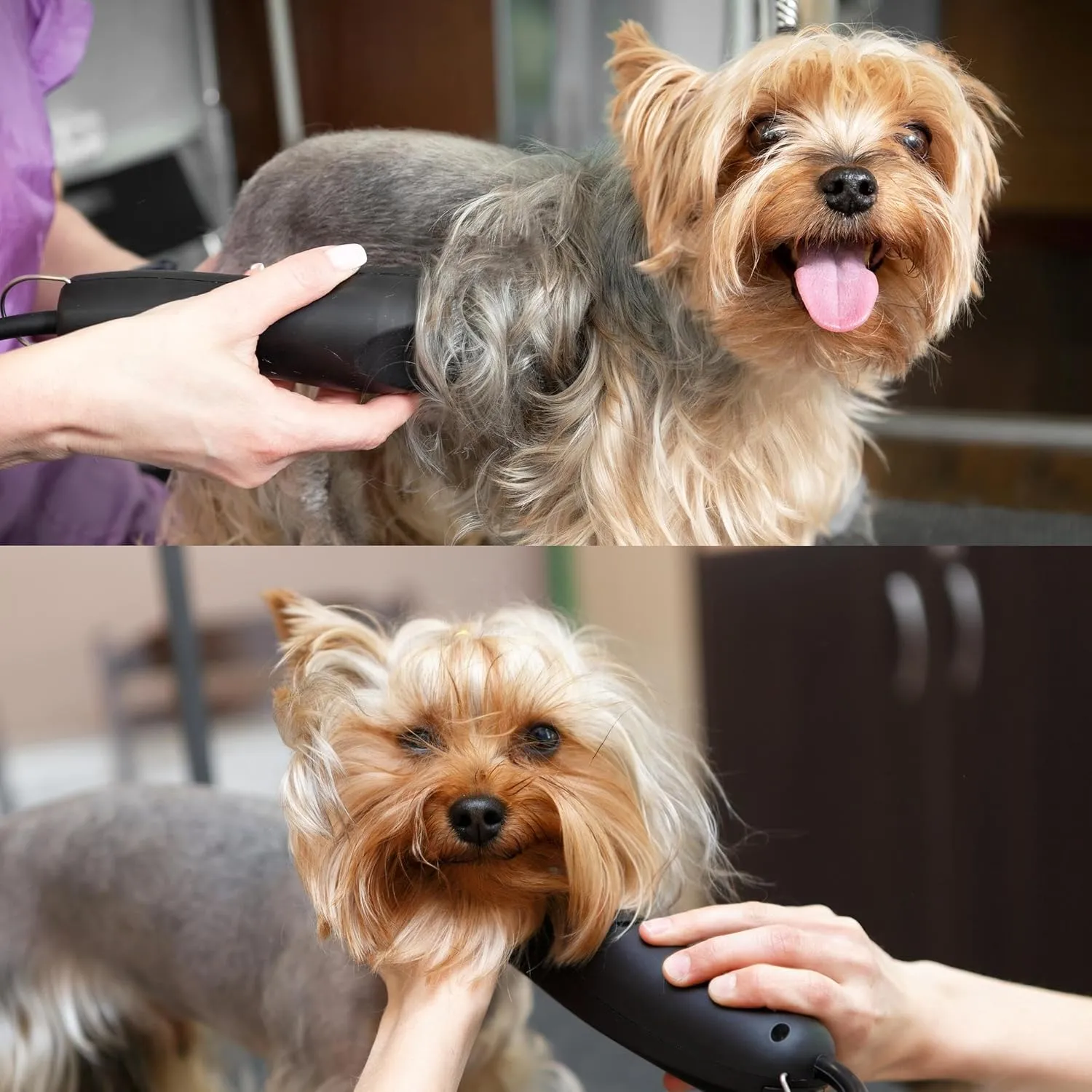 Detachable A Series 1 HT Clipper Blades for Dog Grooming Cut Length 1" - 25mm Japanese Carbonized Steel Dog Clipper Blades-Dog Grooming Blade Compatible A5 Series Clippers for Dog(1HT)