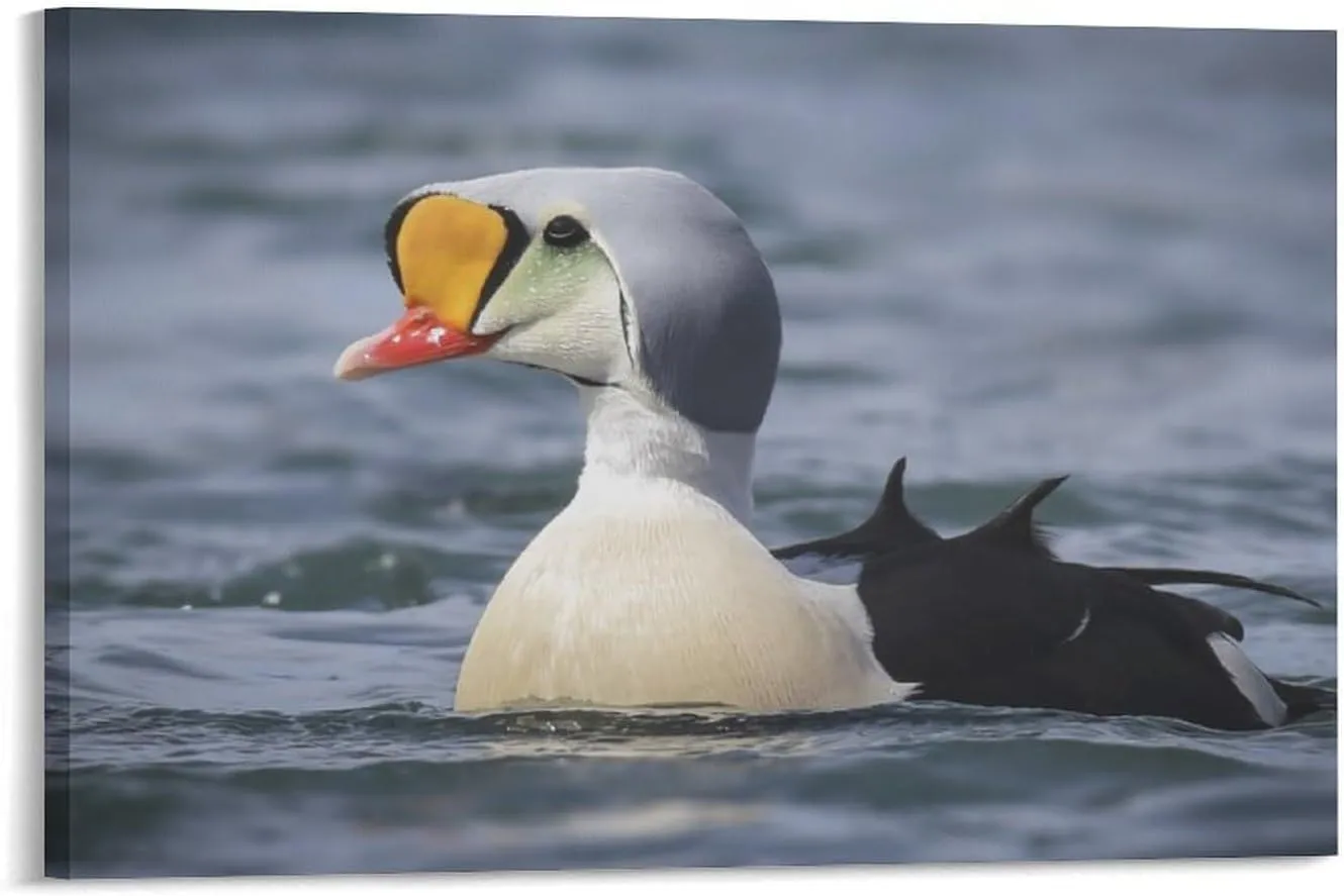 Lovely Lake King Eider Duck Room Aesthetics Posters Canvas Posters Bedroom Decoration Sports Office Decoration Gifts Wall Art Decoration Printing Posters 12x18inch(30x45cm)