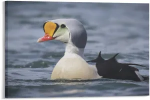 Lovely Lake King Eider Duck Room Aesthetics Posters Canvas Posters Bedroom Decoration Sports Office Decoration Gifts Wall Art Decoration Printing Posters 12x18inch(30x45cm)