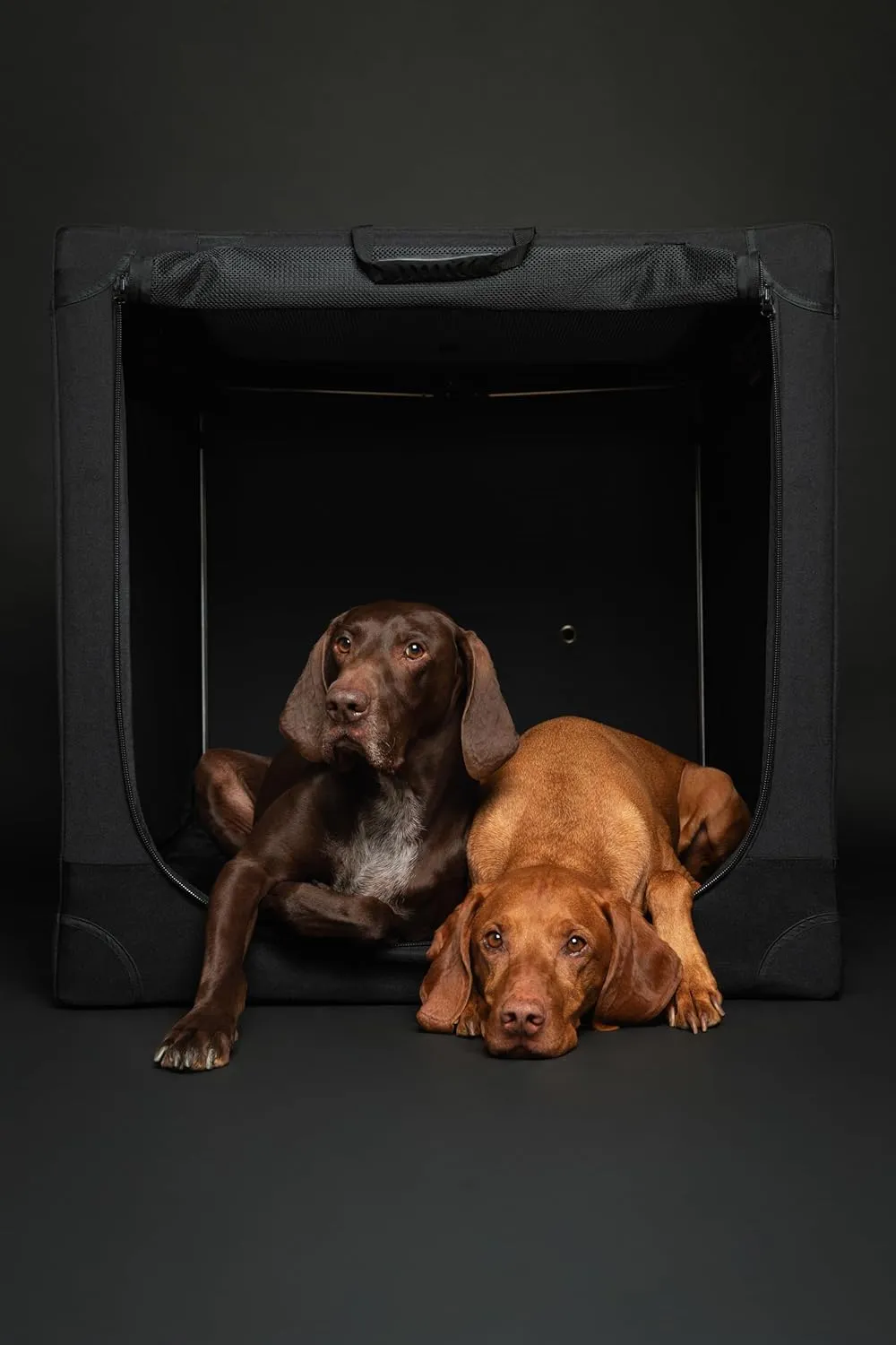 Noah & Paw Collapsible Dog Crate 26 Inch, Small Dog Crate for Small Medium Breeds, Travel Kennel for Car, Including Pet Mat for Pet Cage, 2 Storage Pockets, Handbag, 10mm Locking Zipper 26 * 17 * 17