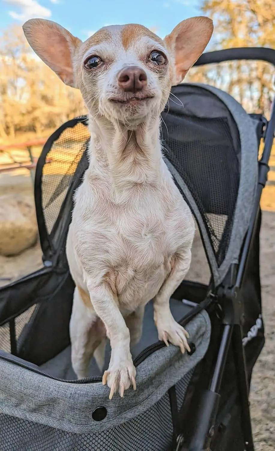 ROODO 3 Wheel Dog Pet Cat Stroller Best Lightweight Foldable Compact Portable Jogger All Terrain Travel Pet Gear Puppy Kitty Stroller for up to 30lbs Medium Small Dogs and Cats(Cationic ash)