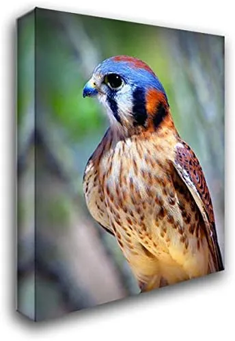 Taylor, Douglas 19x24 Gallery Wrapped Stretched Canvas Art Titled: American Kestrel