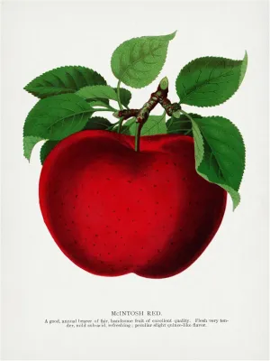 Trademark Fine Art Canvas Wall Art - Botanical Specimen Rochester 'Mcintosh Red Apple Lithograph' Wall Art for Living Room, Bedroom, or Office Décor