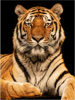 Trademark Fine Art Canvas Wall Art - Jorg Zimmermann 'I C U' Wall Art for Living Room, Bedroom, or Office Décor