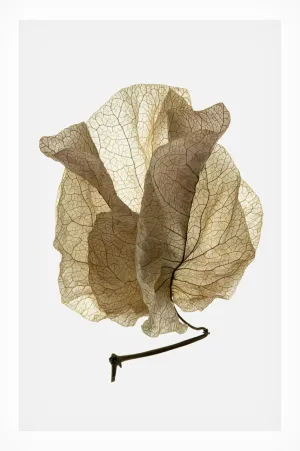 Trademark Fine Art Canvas Wall Art - Shot by Clint 'Bougainvillea Study No5' Wall Art for Living Room, Bedroom, or Office Décor