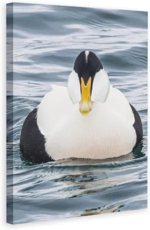 Water Duck Common Eider Room Aesthetics Posters Canvas Posters Bedroom Decoration Sports Office Decoration Gifts Wall Art Decoration Printing Posters 12x18inchs(30x45cm)